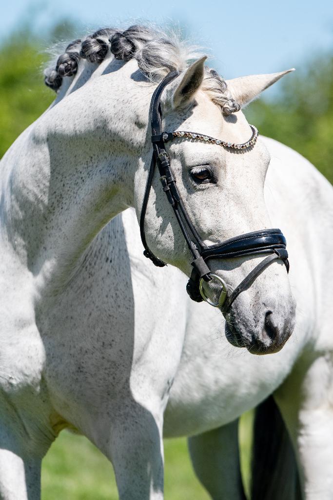 11 jarige PRE andalusier ruin, Dieren en Toebehoren, Paarden, Met stamboom, Ruin, Dressuurpaard, L