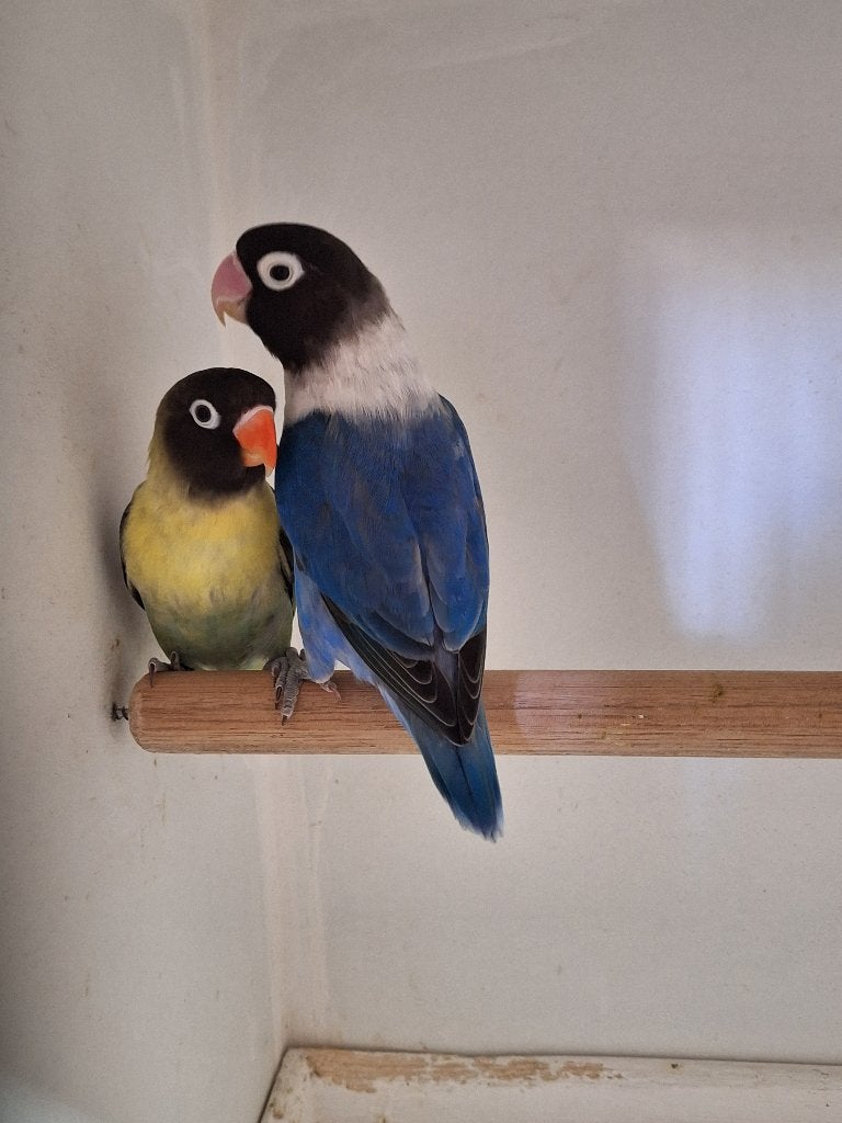 Agapornis Personata's, Dieren en Toebehoren, Meerdere dieren, Dwergpapegaai of Agapornis, Geringd