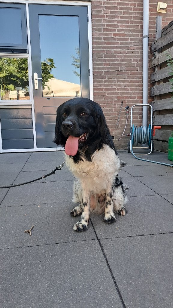 Friese stabij ter overname, Rabiës (hondsdolheid), 1 tot 2 jaar, Eén hond, Nederland
