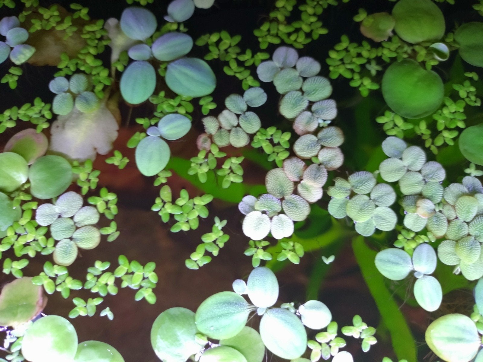aquarium drijfplantjes.., Ophalen, Plant(en), Steen of Hout