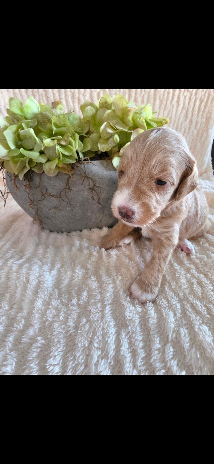 Multigen labradoodles, Dieren en Toebehoren, Honden | Niet-rashonden, Parvo, 8 tot 15 weken, Meerdere, Meerdere dieren