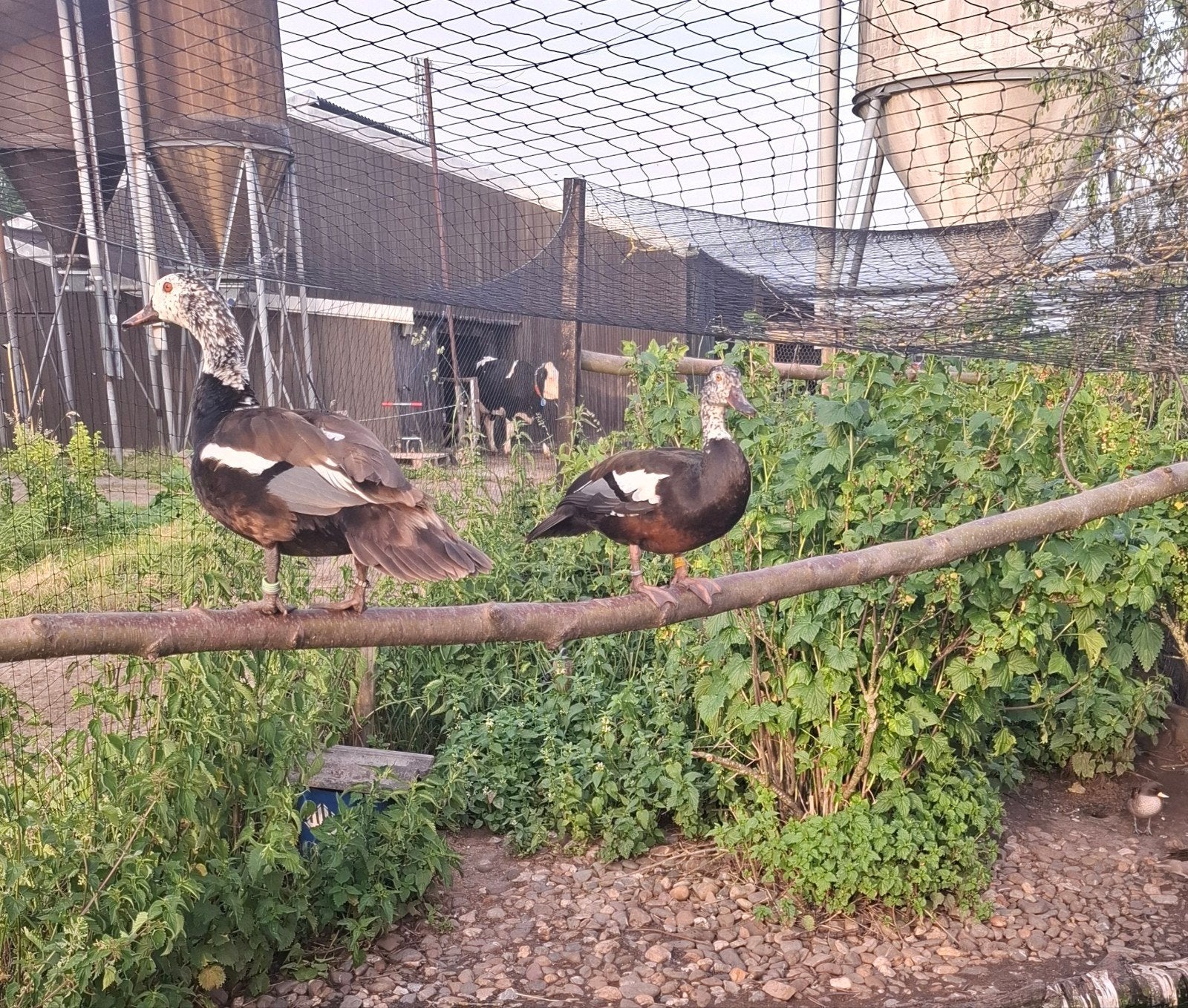 gezocht siereenden, Dieren en Toebehoren, Vogels | Overige Vogels, Meerdere dieren