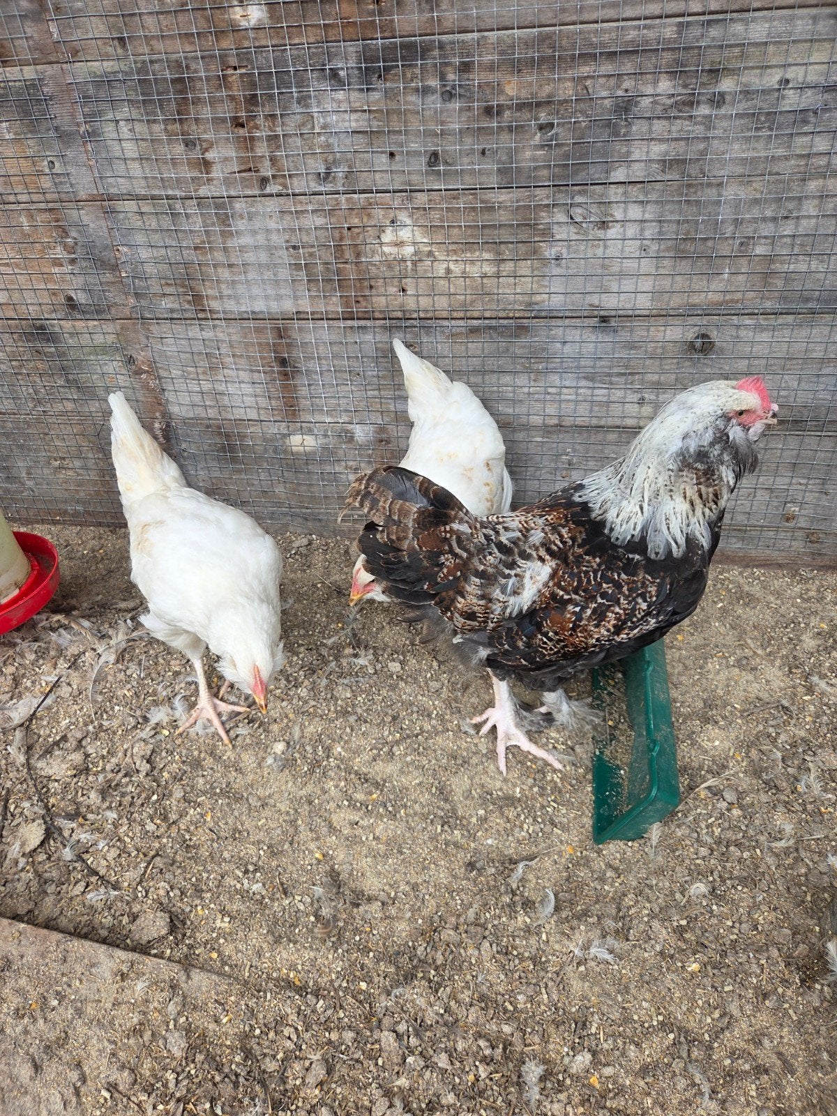 faverolles haan en 2 hennen te koop, Meerdere dieren, Kip