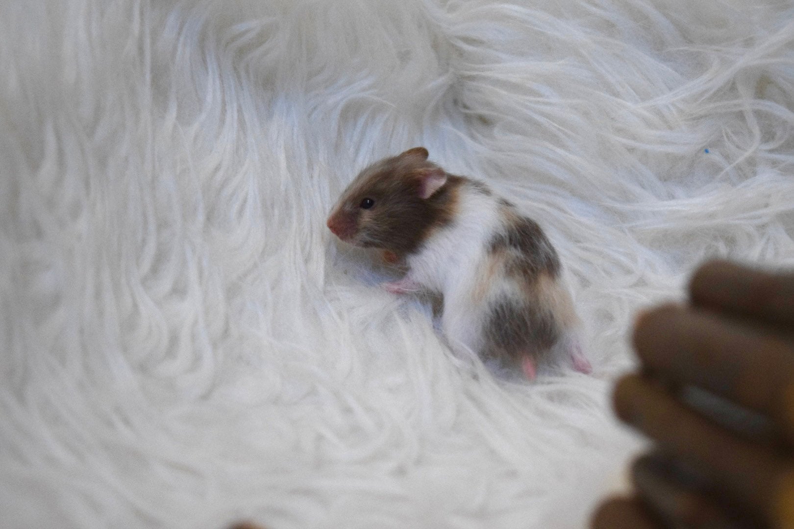 Syrische hamsters / goudhamster, Hamster, Augustus, Meerdere dieren, Tam