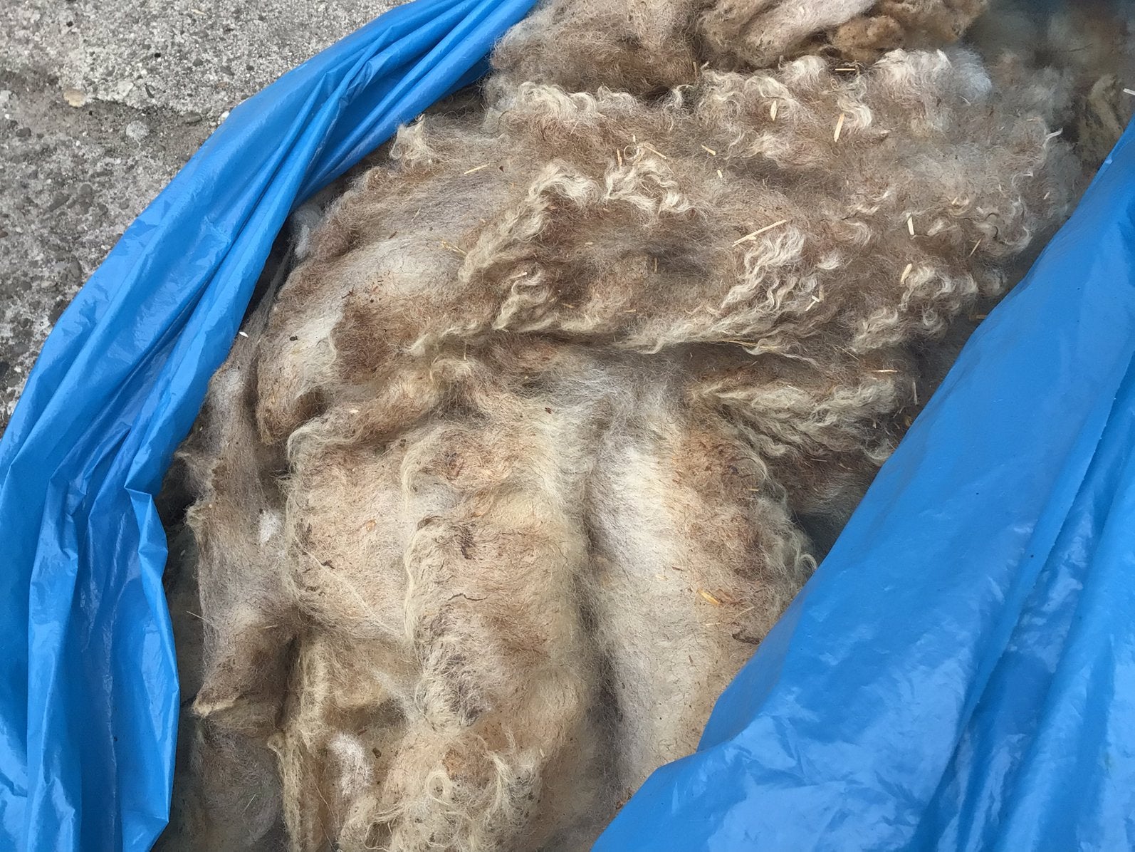 Schapenwol van Coburger Fuchs schapen, 3 stuks, Dieren en Toebehoren, Schapen, Geiten en Varkens, Vrouwelijk, Schaap