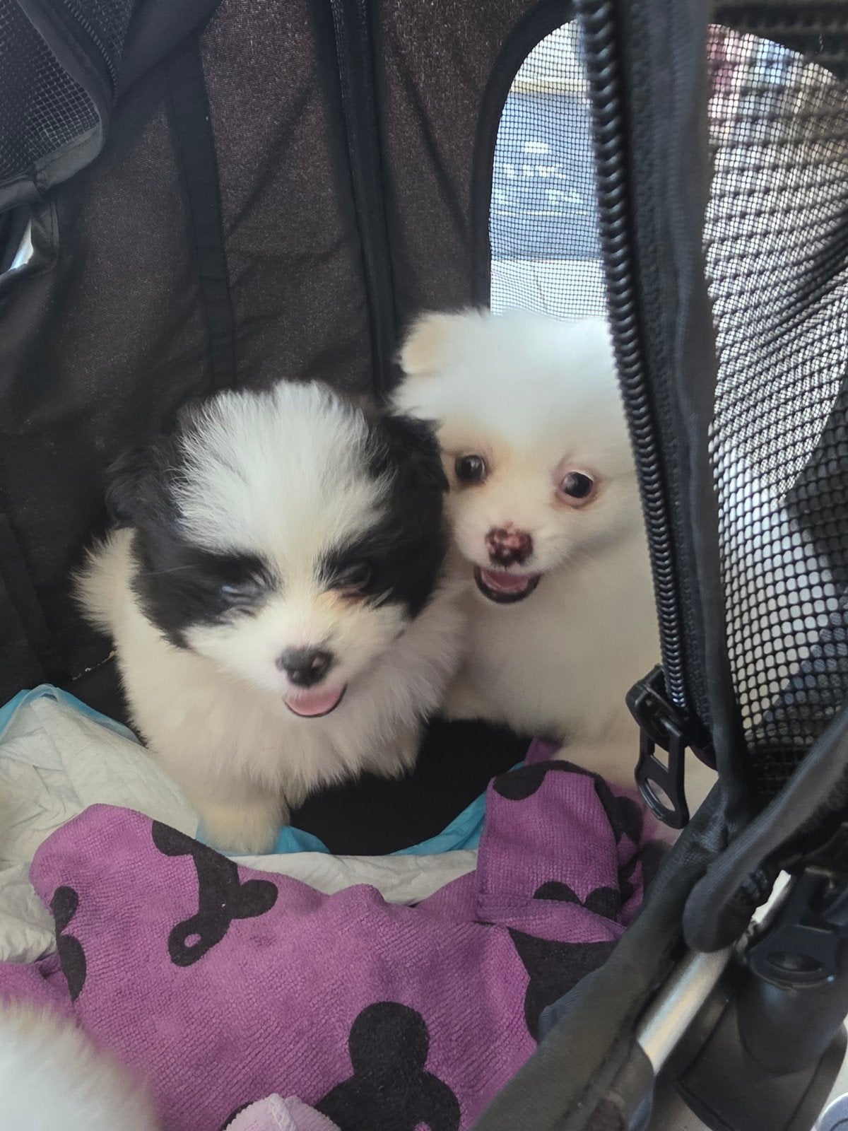pomeriaan  pups kruising kleine hond, Overige rassen, Meerdere, Meerdere dieren, Nederland