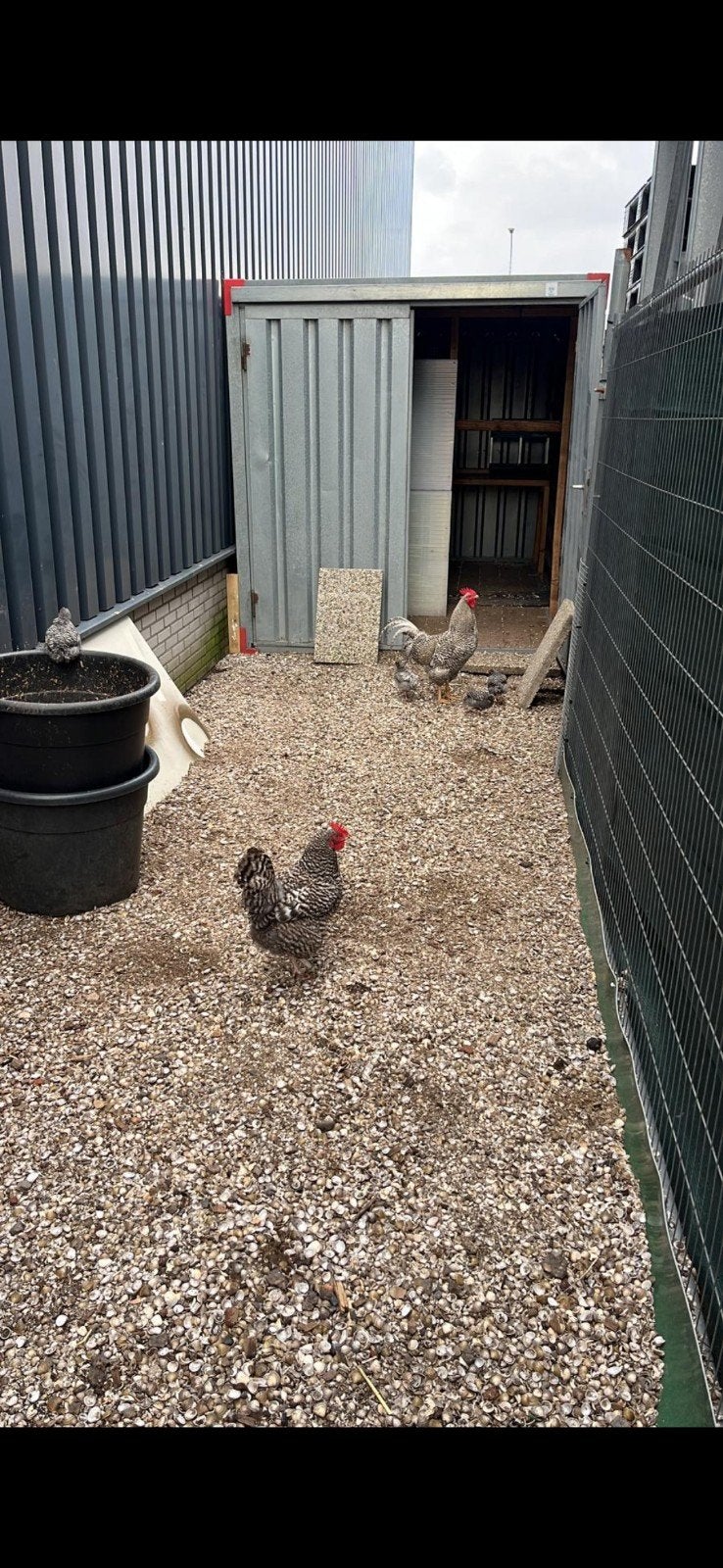 1 volwassen haan en 4 jonge haantjes, Dieren en Toebehoren, Mannelijk, Kip