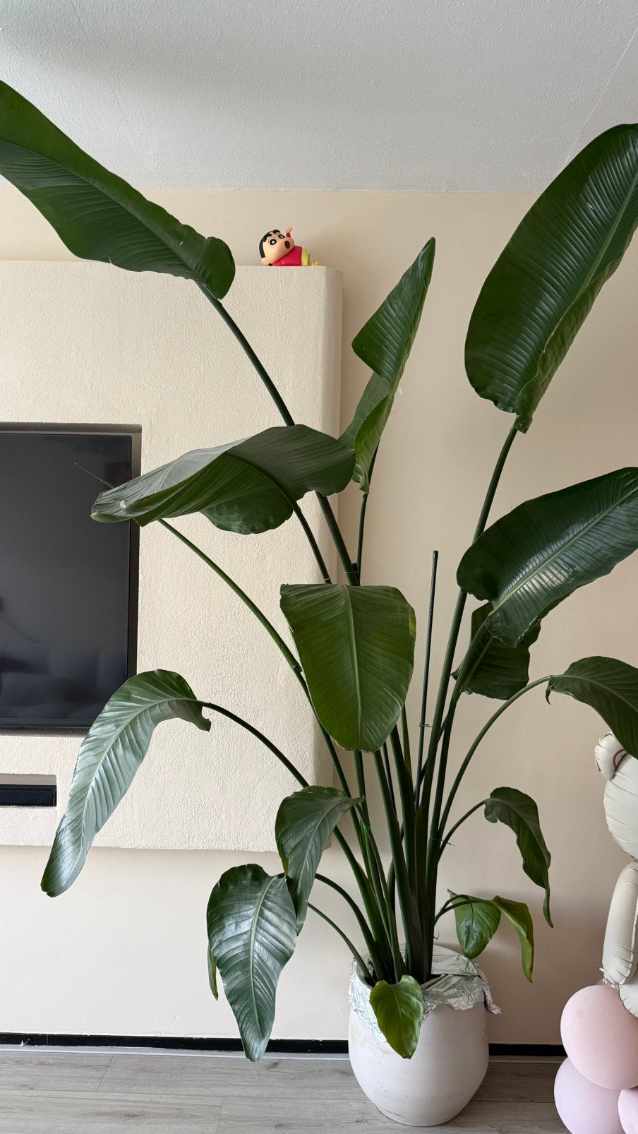 XXL Strelitzia nicolai  / paradijsvogelplant / 270cm, Ophalen, 200 cm of meer, Overige soorten, Halfschaduw