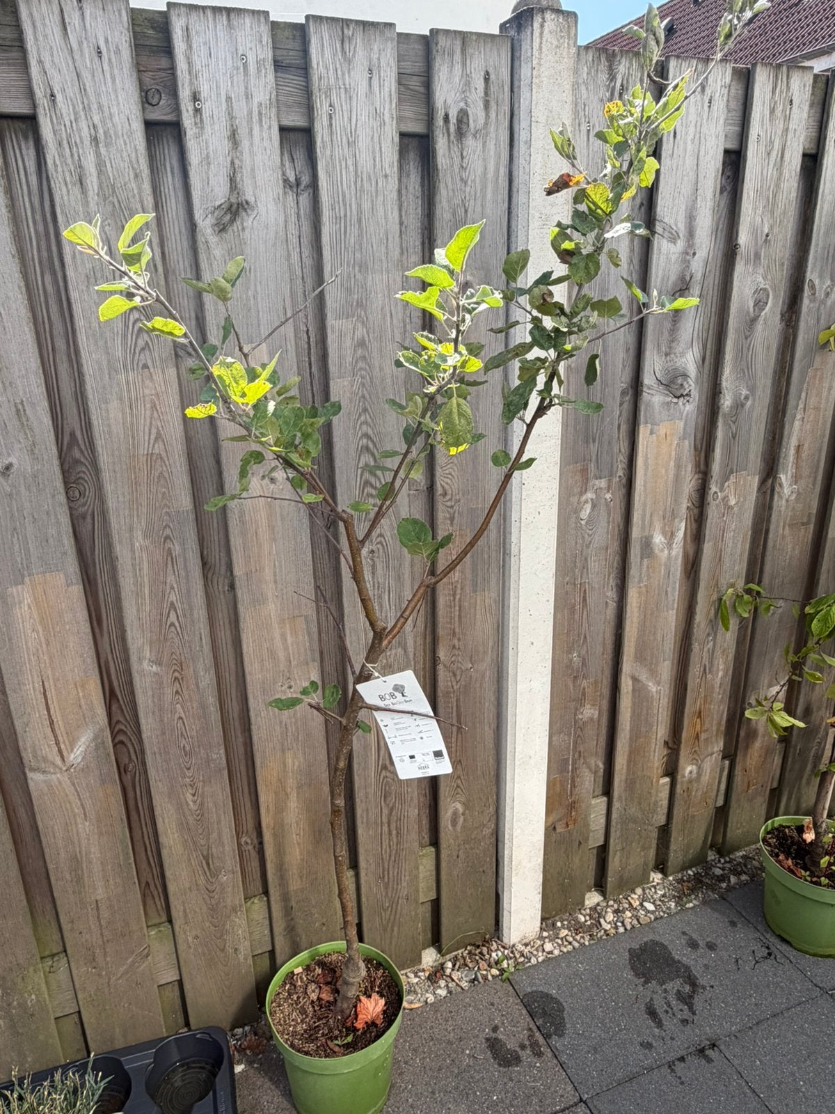 1x appelboom, Ophalen, Appelboom
