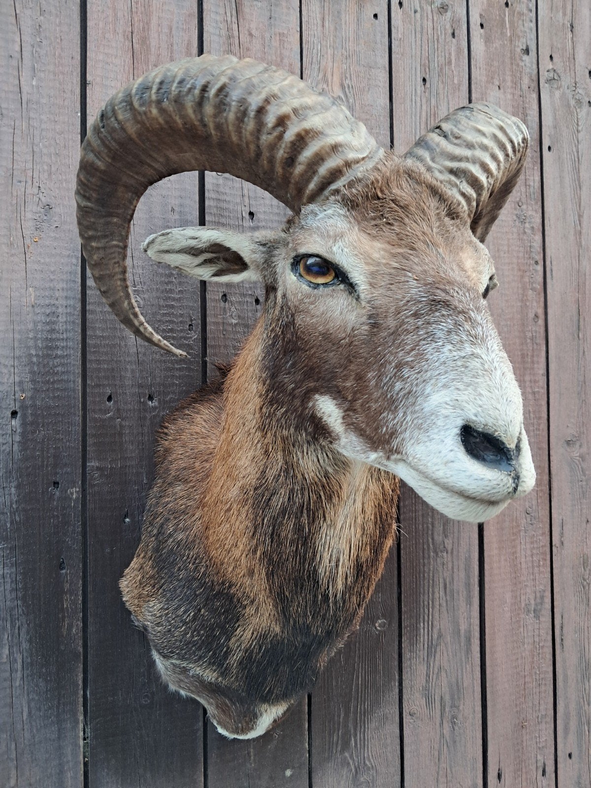 Prachtige opgezette kop van een Moeflon (Ram), Ophalen of Verzenden, Zo goed als nieuw, Wild dier, Opgezet dier