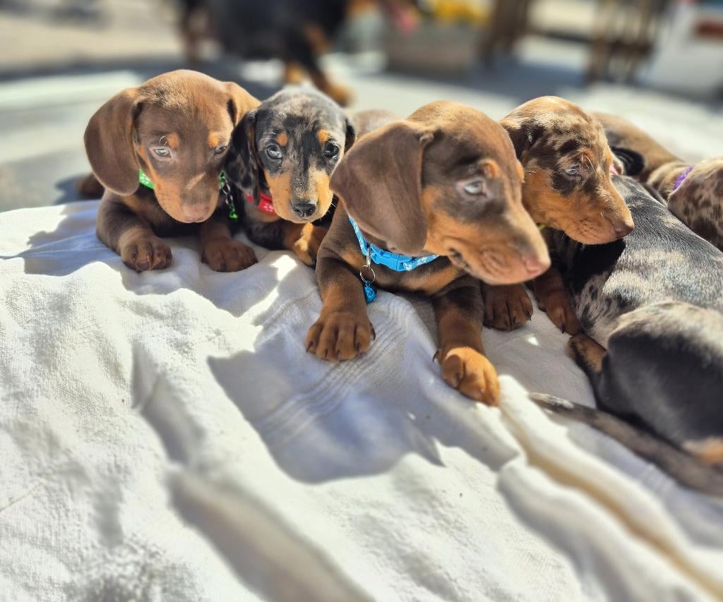 Mooie teckel puppy's, Parvo, 8 tot 15 weken, Korthaar, Dwerg