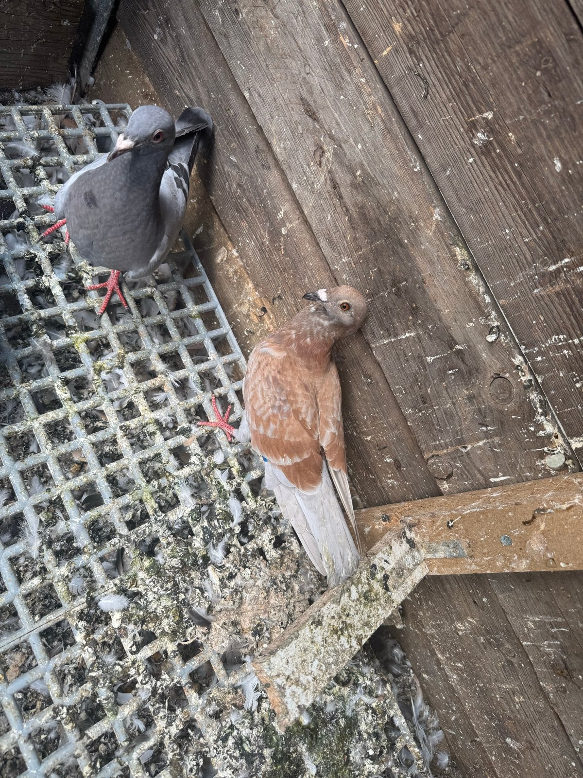 Duif van Berichten, Dieren en Toebehoren, Vogels | Overige Vogels, Vrouwelijk