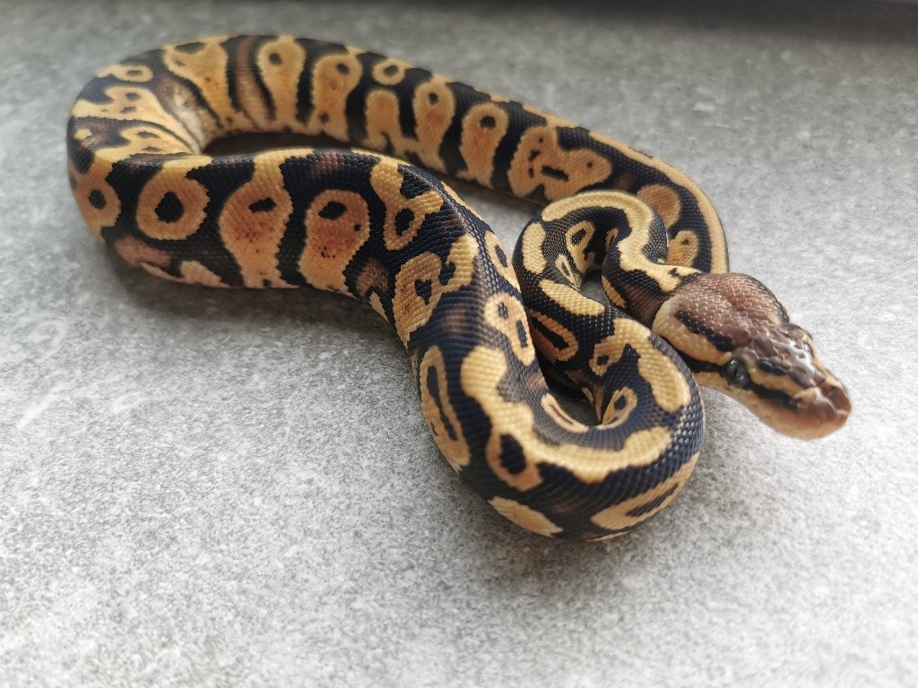 0.1 Pastel (het Clown) Koningspython Ball Python photo 3