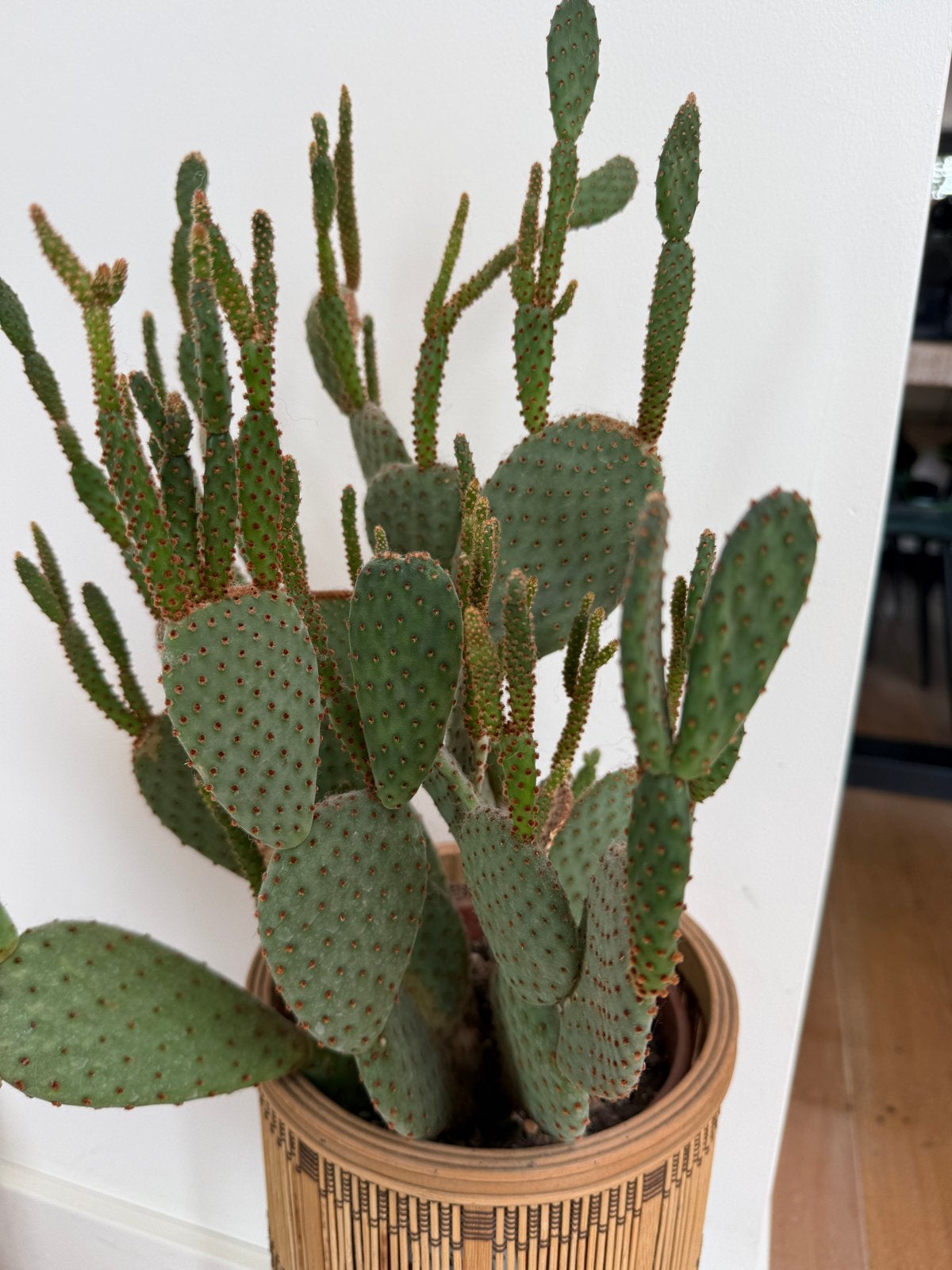Grote Opuntia Cactus, Ophalen of Verzenden, Cactus, Minder dan 100 cm, Volle zon