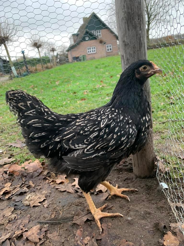 Mooie barnevelder hennen., Dieren en Toebehoren, Vrouwelijk, Kip