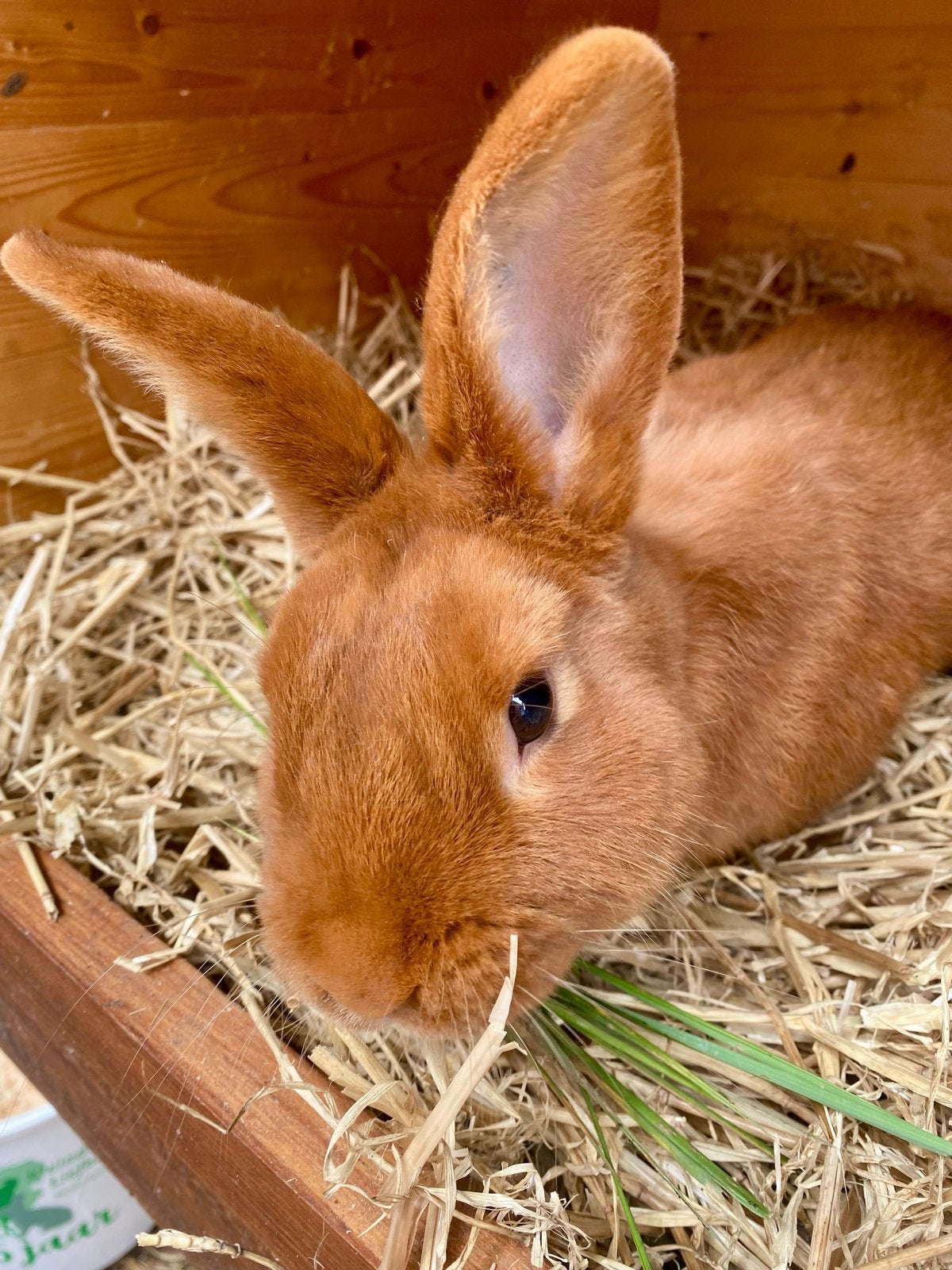Konijn Thrianta, Dieren en Toebehoren, Maart, Meerdere dieren, Overige typen, Tam