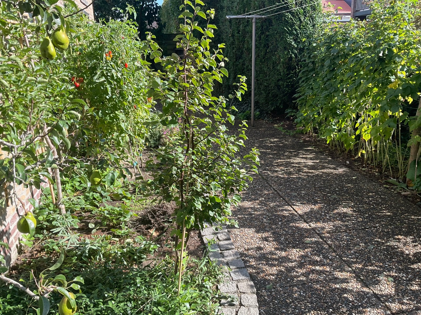 Te koop 3 jarige kweepeer, Ophalen, 100 tot 250 cm