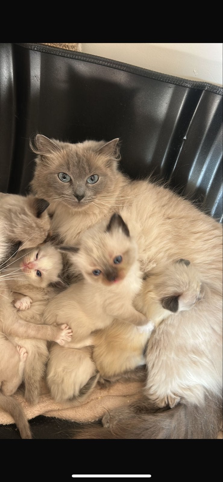 Ragdoll kitten ras zuiver, Meerdere dieren, Gechipt, 0 tot 2 jaar