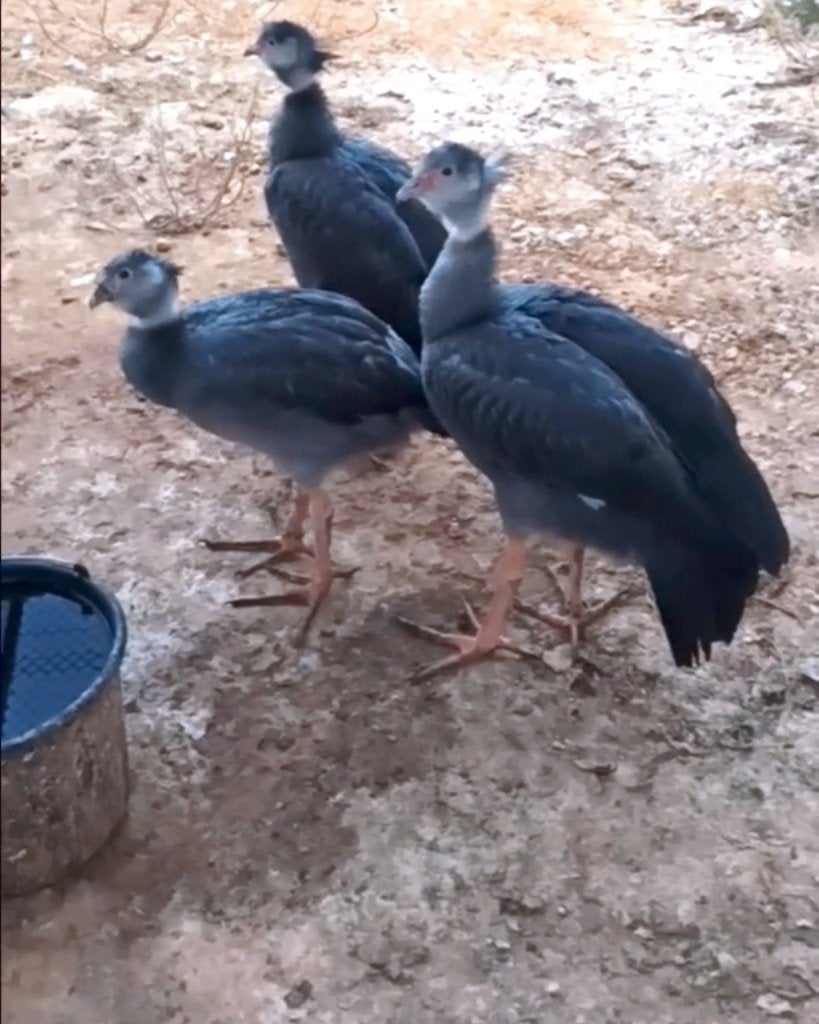 kuifhoenderkoet, Dieren en Toebehoren, Meerdere dieren, Tropenvogel, Geringd