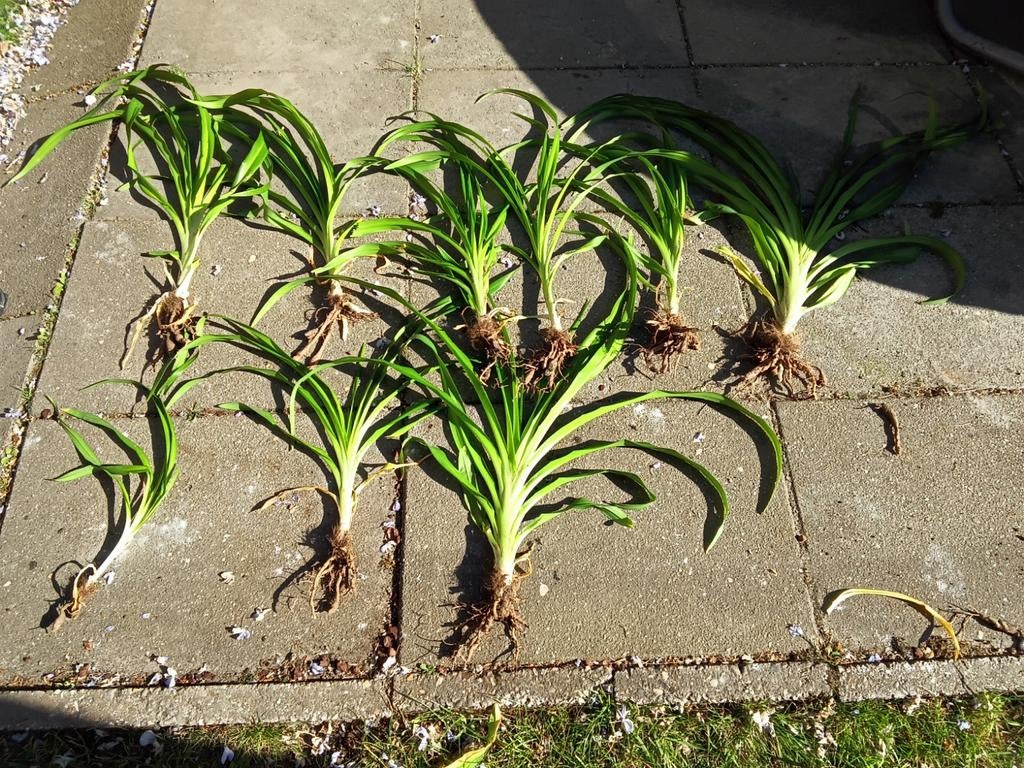 Clivia miniata - Oranje Kafferlelie plantjes, Ophalen, Volle zon, Vaste plant, Siergrassen