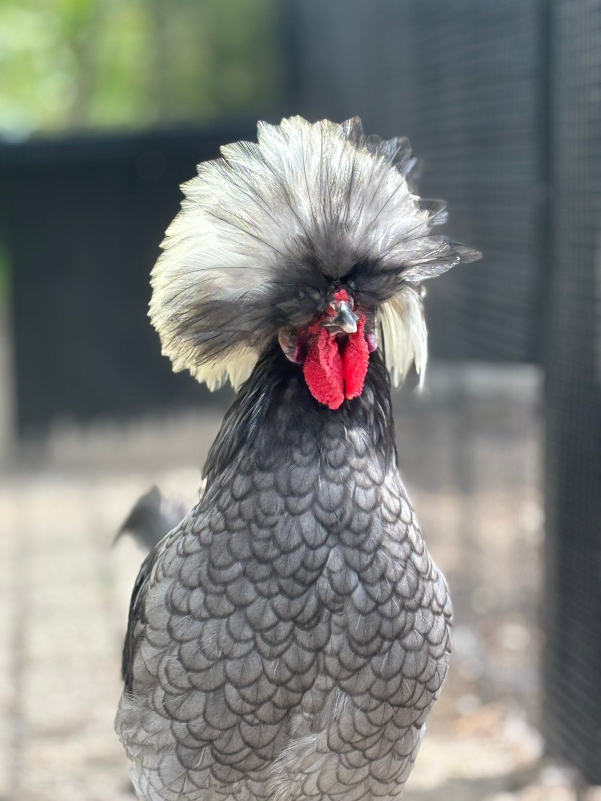 Raszuivere kuifhoender hanen blauw gezoomd, Dieren en Toebehoren, Pluimvee, Mannelijk, Kip