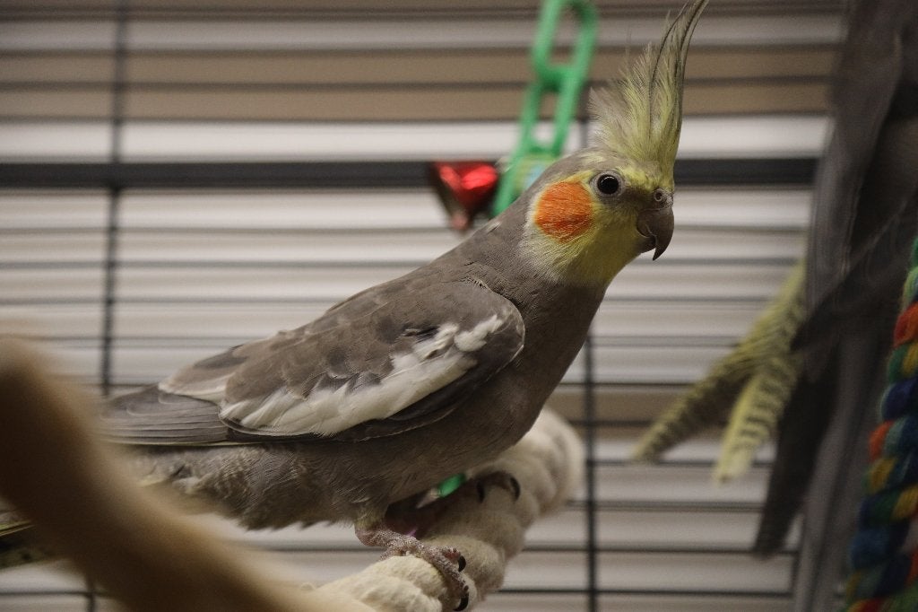 Jonge Baby Valkparkieten | Fluiters | Handtam, Meerdere dieren, Parkiet, Pratend