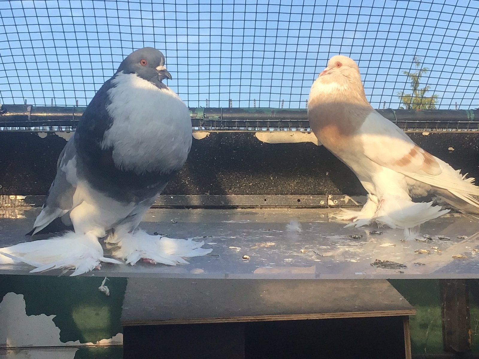 Koppel Hollandse kroppers, Dieren en Toebehoren, Vogels | Duiven, Meerdere dieren