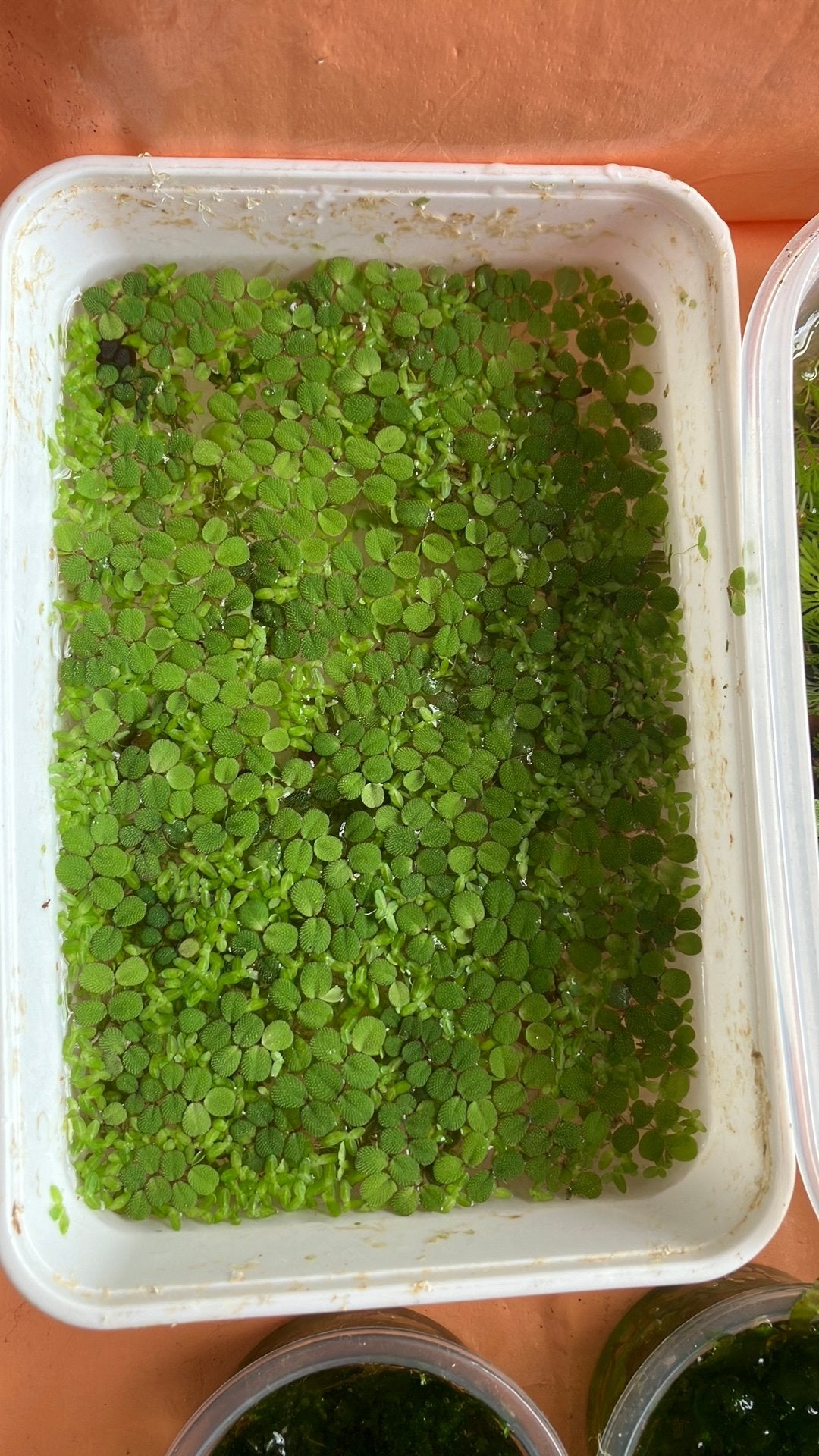 Bakje met salvinia aquarium snelgroeiend drijfplantje, Vis