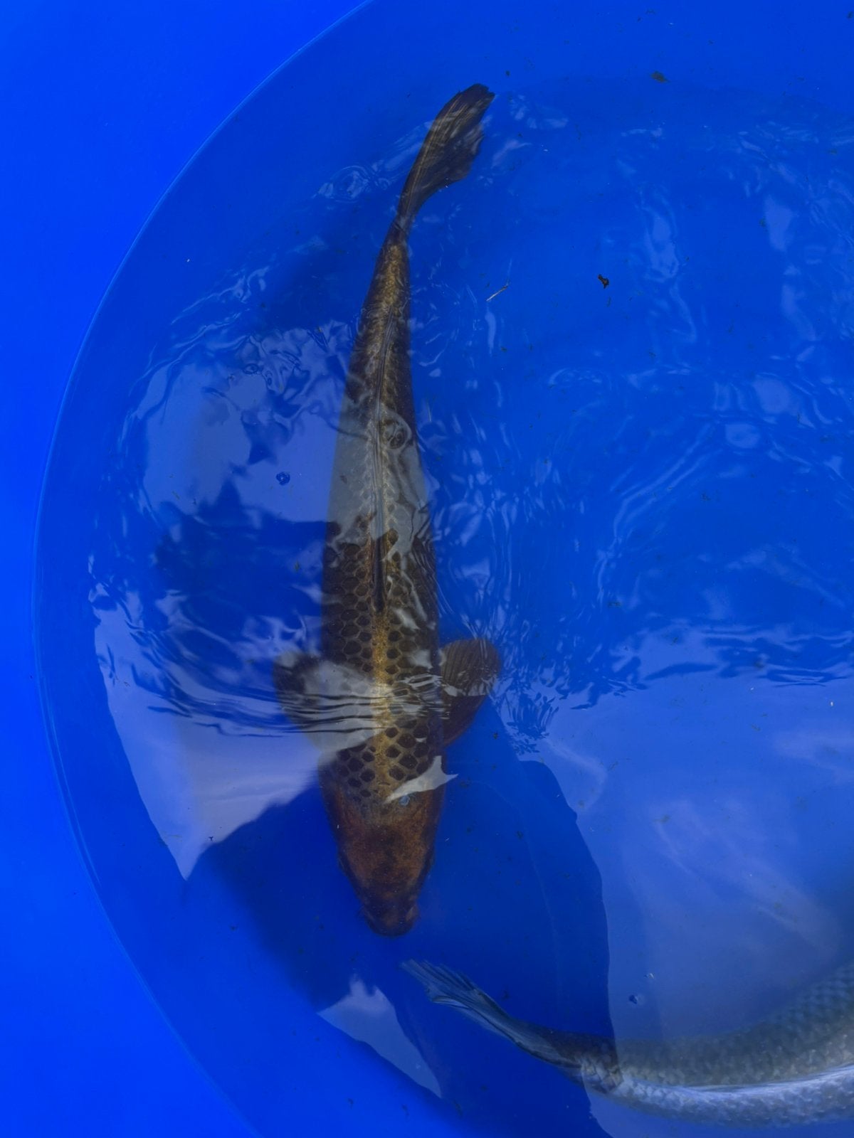 Kochane ochiba 50+cm, Karper of Koi