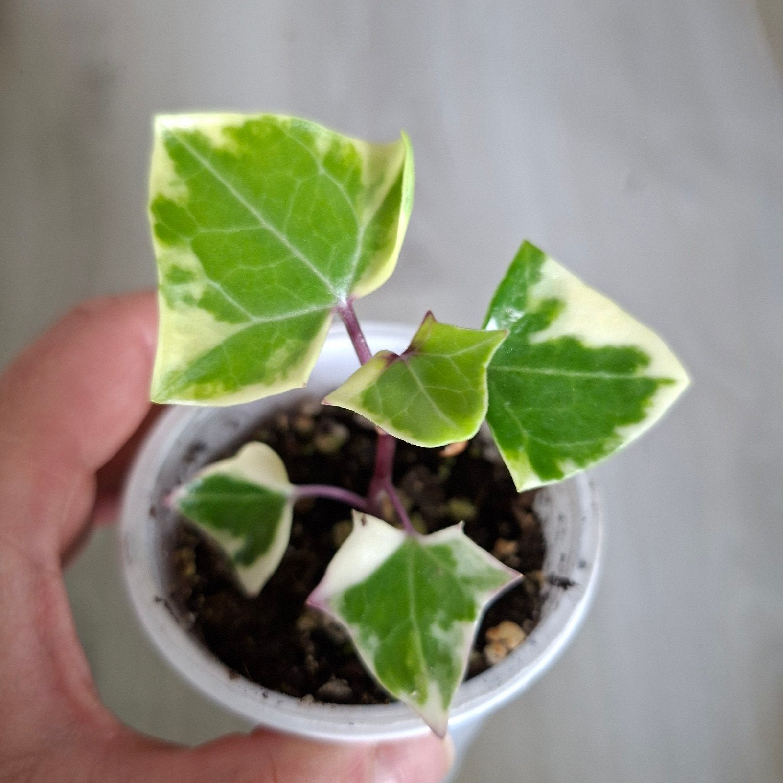 Senecio macroglossus plantje, Huis en Inrichting, Ophalen of Verzenden, Halfschaduw, Minder dan 100 cm