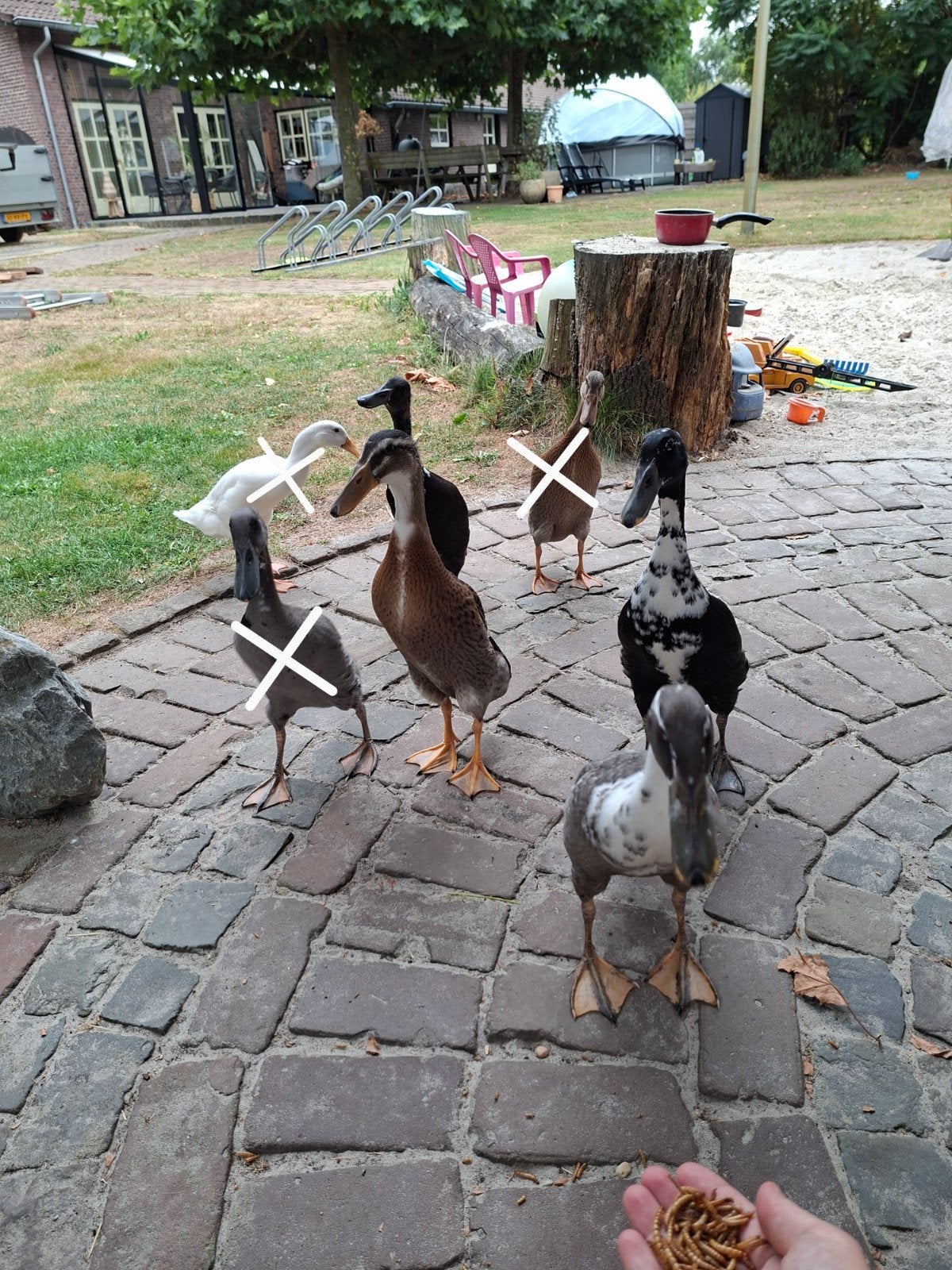 Indische loopeenden, Dieren en Toebehoren, Meerdere dieren, Eend