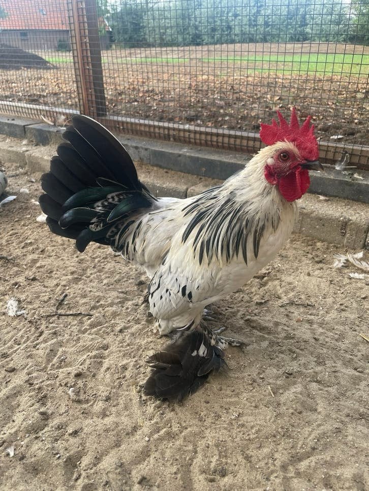 Sabelpootkriel haan van mei 2026, Dieren en Toebehoren, Pluimvee, Mannelijk, Kip