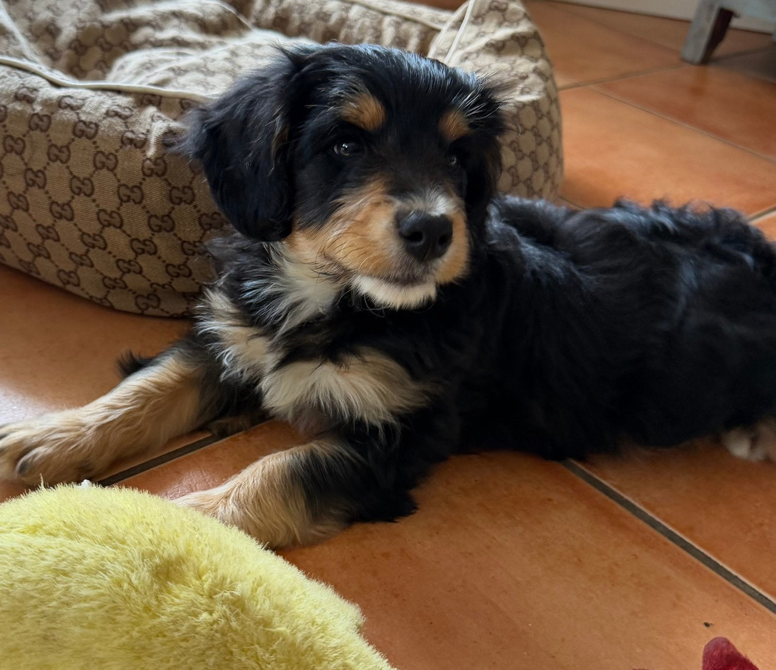 Mini bernedoodle pups te koop (Berner Sennen x Poedel), Dieren en Toebehoren, Poedel, 8 tot 15 weken, Parvo, Meerdere