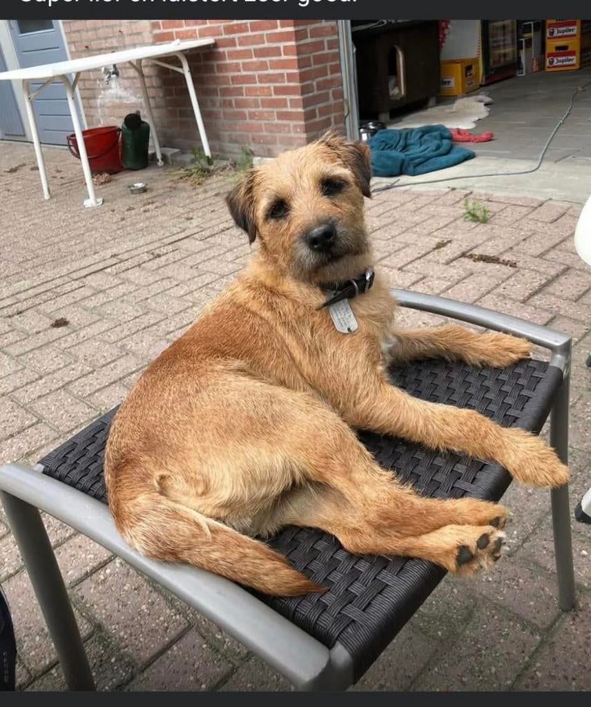 Border terriër x jack russel moet met spoed weg, 6 jaar of ouder, Teef, Parvo, Eén hond