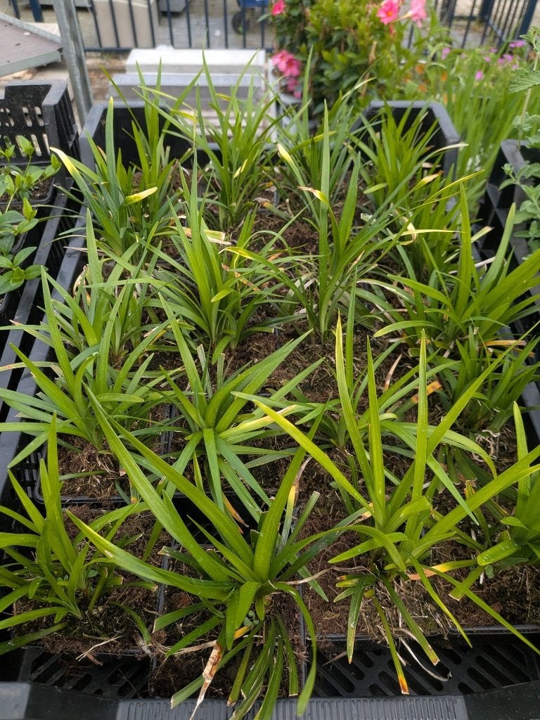 Liriope muscari 'Moneymaker' (Leliegras) – P9, Vaste plant, Halfschaduw, Zomer, Ophalen