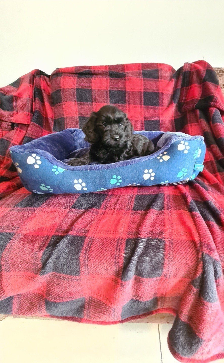 Doxiepoo / kleine doodle pup!  Teefje., Dieren en Toebehoren, Parvo, 8 tot 15 weken, Meerdere, Nederland