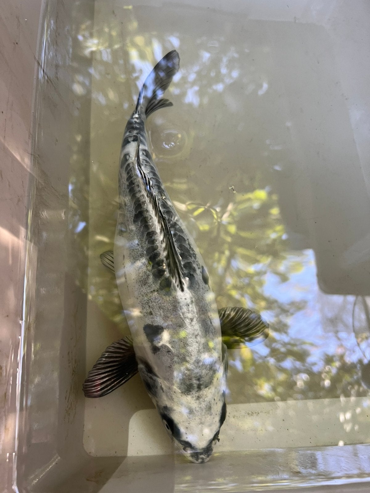 beni / kikokuryu japanse koi 30-60cm koi, Karper of Koi