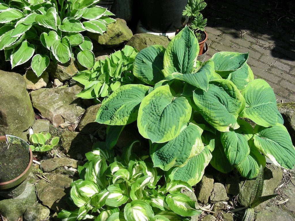 vaste plant hosta diverse soorten maten mooi getekend blad, Ophalen, Overige soorten, Halfschaduw
