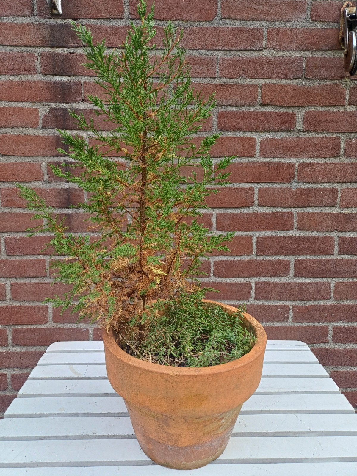 Juniperus (Jeneverbes) in terracotta pot, Volle zon, Vaste plant, Bloeit niet, Ophalen