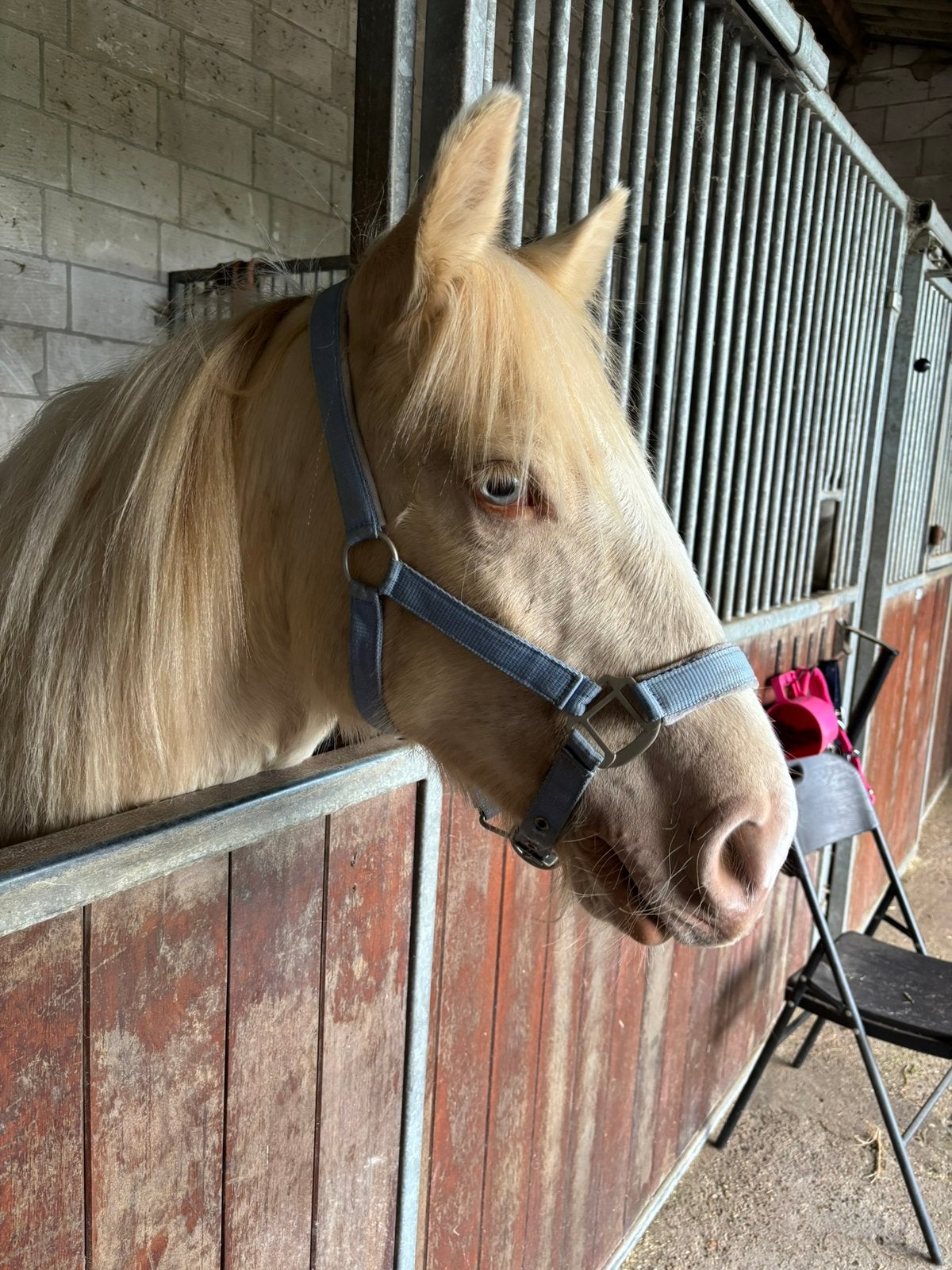 1,5 jarige tinkerhengst Perlino Bont, Dieren en Toebehoren, Met stamboom, 0 tot 2 jaar, Hengst, Onbeleerd