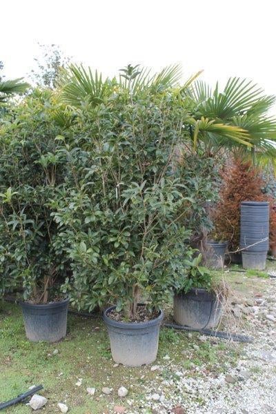 HEESTER Osmanthus fragrans Schijnhulst wintergroen geurt, Tuin en Terras, Planten | Tuinplanten, Overige soorten, Vaste plant