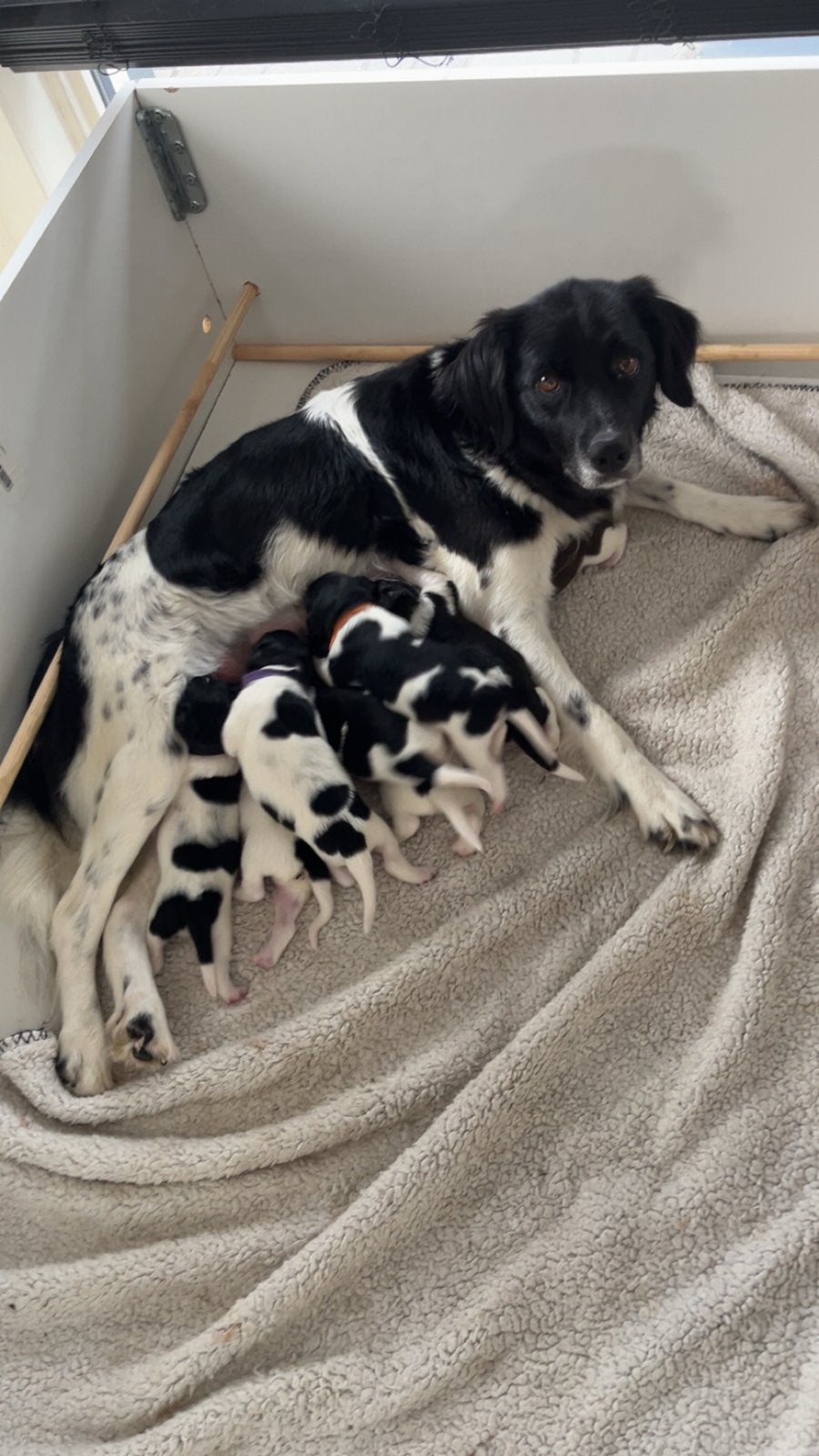 Prachtige pups Friese Stabij/Drentse Patrijs, 8 tot 15 weken, Meerdere, Meerdere dieren, Middel