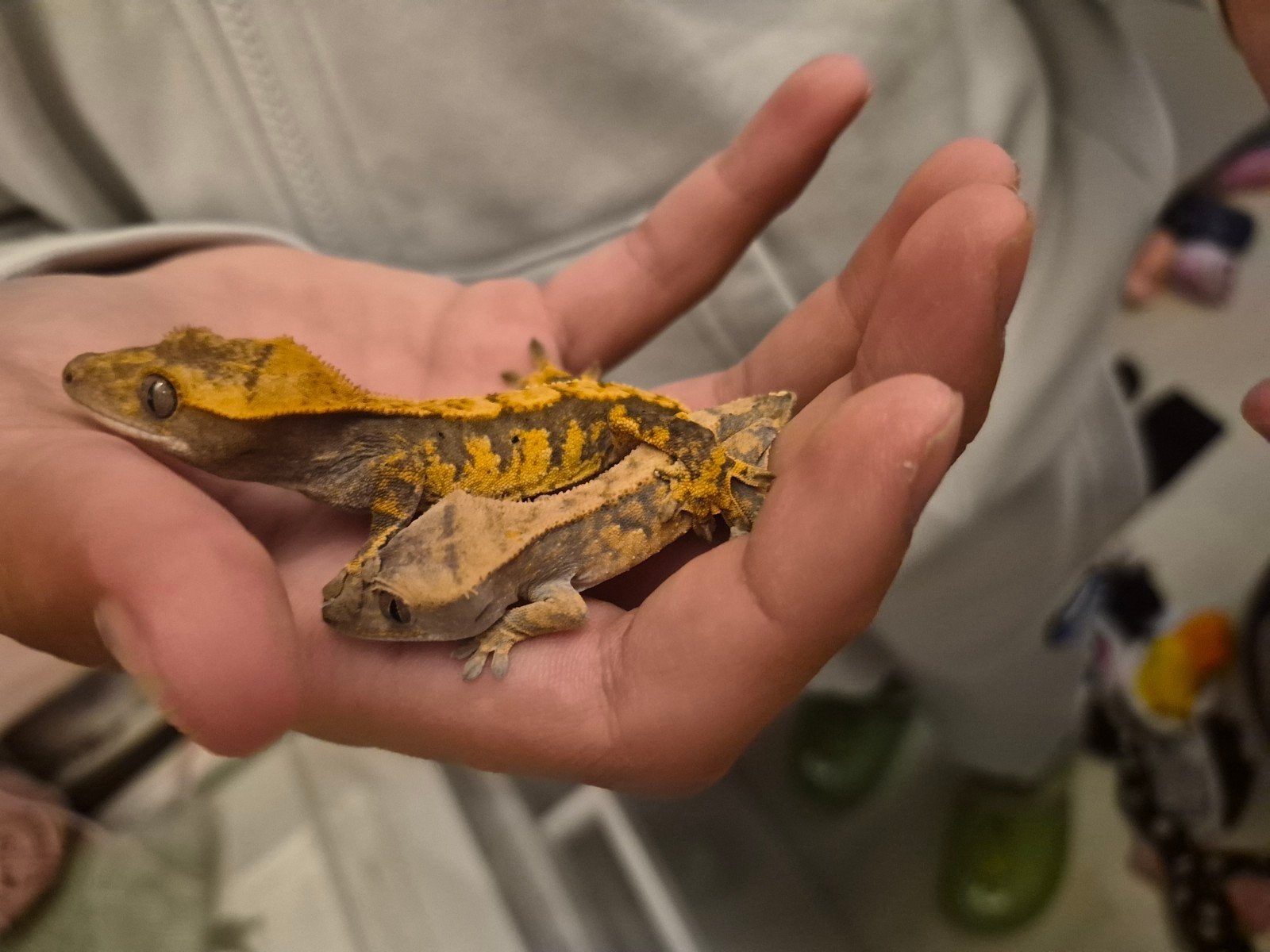 2 baby wimper gekko's te koop
