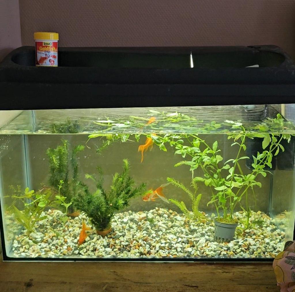 3 Aquaria + Complete Accessoires Set, Pomp, Verwarming etc, Dieren en Toebehoren, Vissen | Aquaria en Toebehoren, Ophalen, Gebruikt