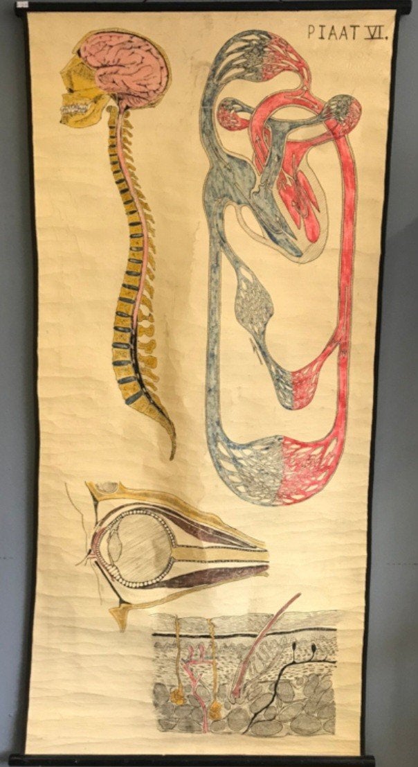 Vintage anatomische schoolkaart., Ophalen of Verzenden, Natuur en Biologie