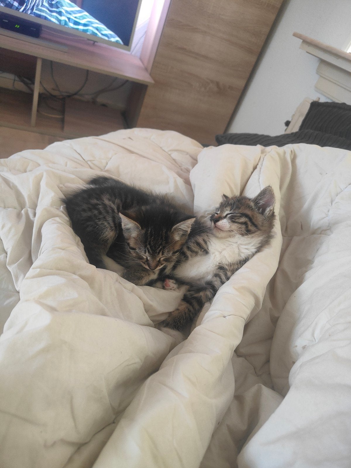 Maincoonxboskat half langhaar, Dieren en Toebehoren, Katten en Kittens | Raskatten | Langhaar, Meerdere dieren, 0 tot 2 jaar