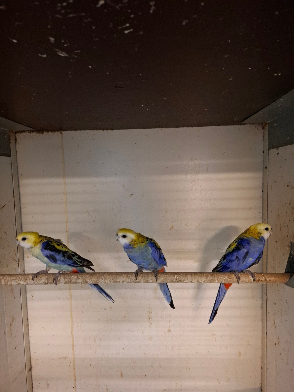 Diverse soorten vogels, Dieren en Toebehoren, Vogels | Parkieten en Papegaaien, Meerdere dieren, Parkiet, Geringd