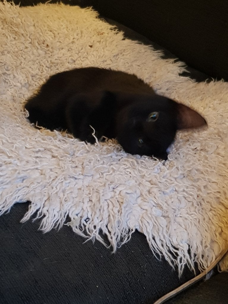 DRINGEND!! Halve britse korthaar op zoek naar Forever Home!!, Kater, Kortharig, 0 tot 2 jaar
