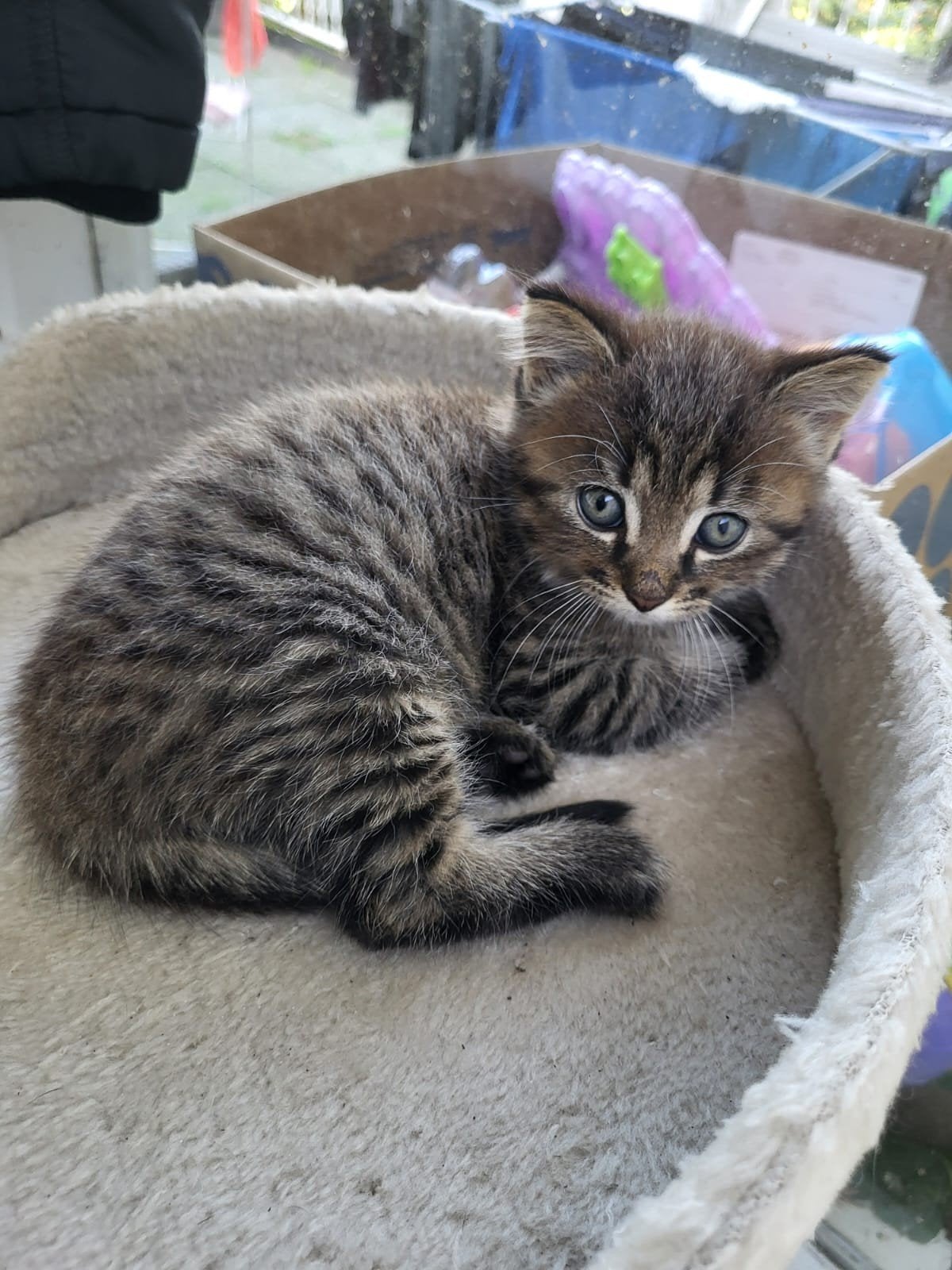 kittens maincoon x boskat, Dieren en Toebehoren, Meerdere dieren, Langharig