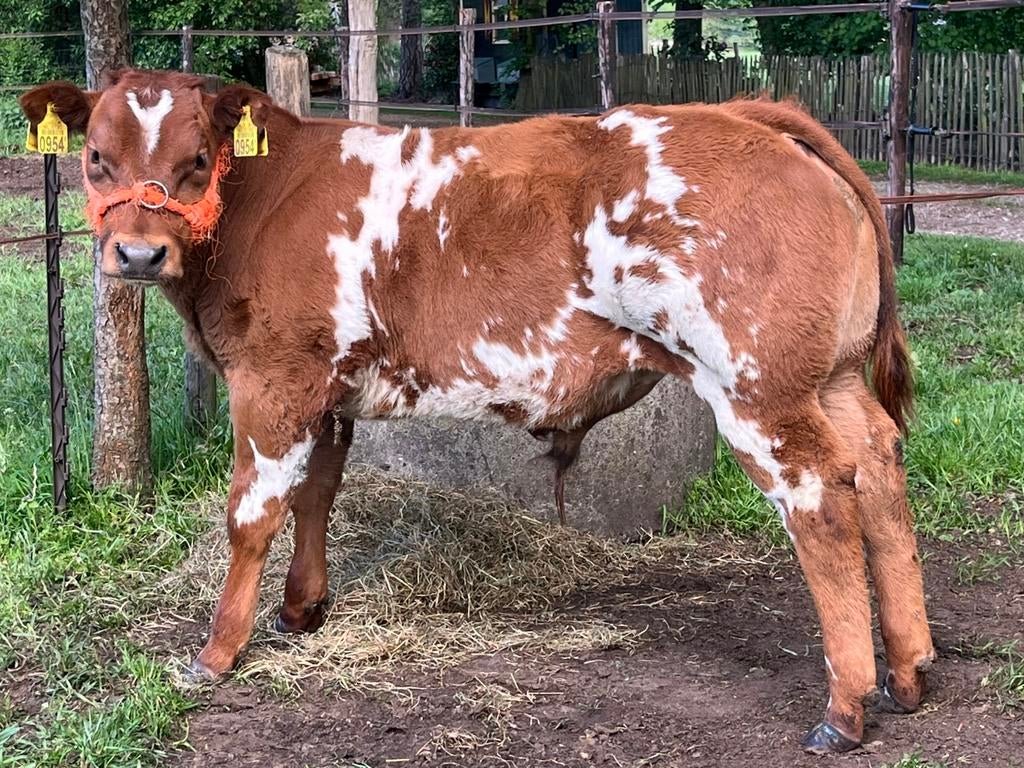 100% VRB Dikbil Stamboek stier baggerbont rood, Dieren en Toebehoren, Runderen, Mannelijk